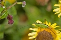 _MG_6071S
