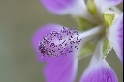 Fleurs