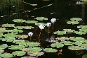 Flore